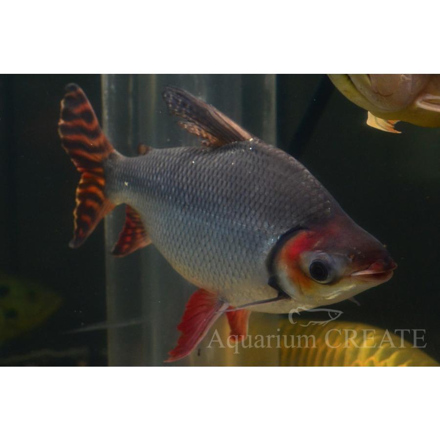 カラープロキロダス 40cm± カラープロキロダス