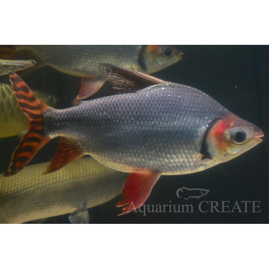 カラープロキロダス 40cm± カラープロキロダス