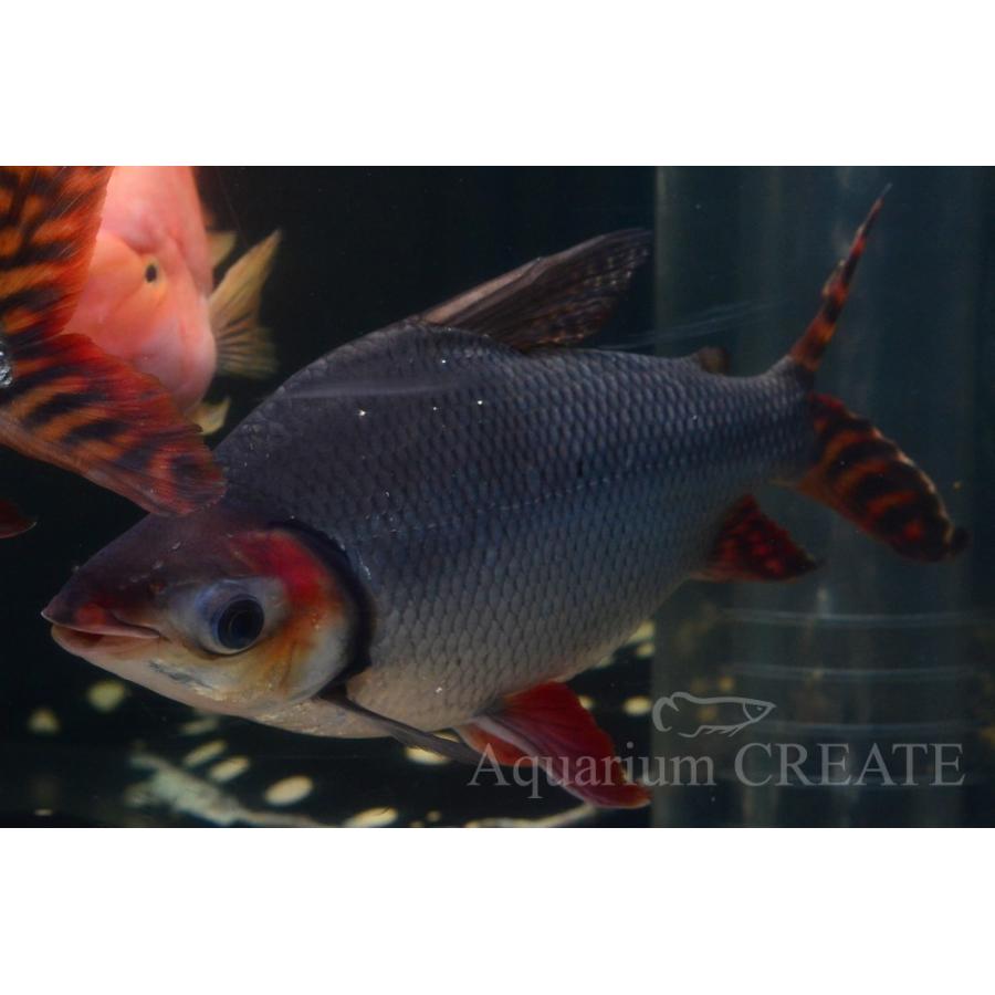 カラープロキロダス 40cm± カラープロキロダス