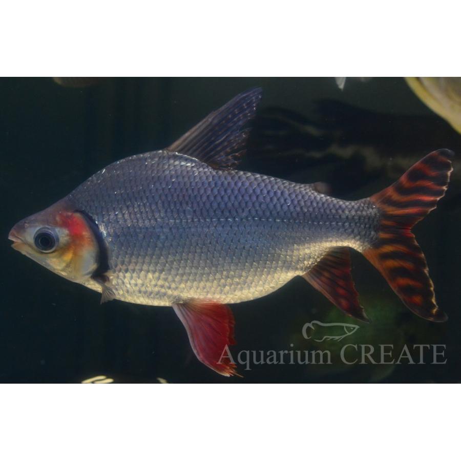 カラープロキロダス 40cm± カラープロキロダス