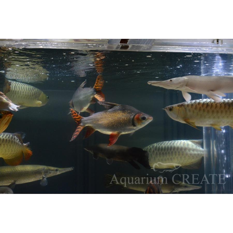 カラープロキロダス 40cm± カラープロキロダス