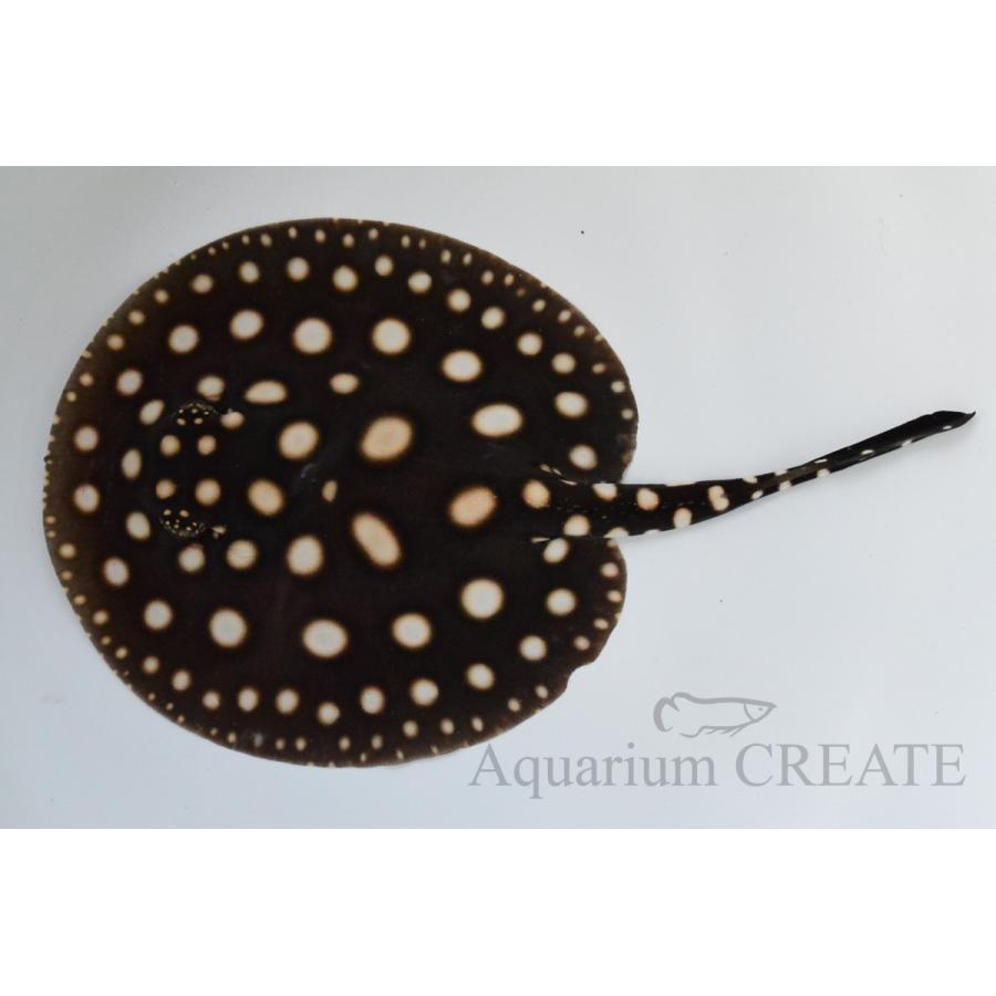 淡水エイ ダイヤモンドポルカ 20cm