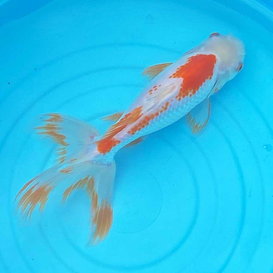 国産 1点物 ジャンボオランダ 更紗 20cm前後【1-187】オランダ獅子頭