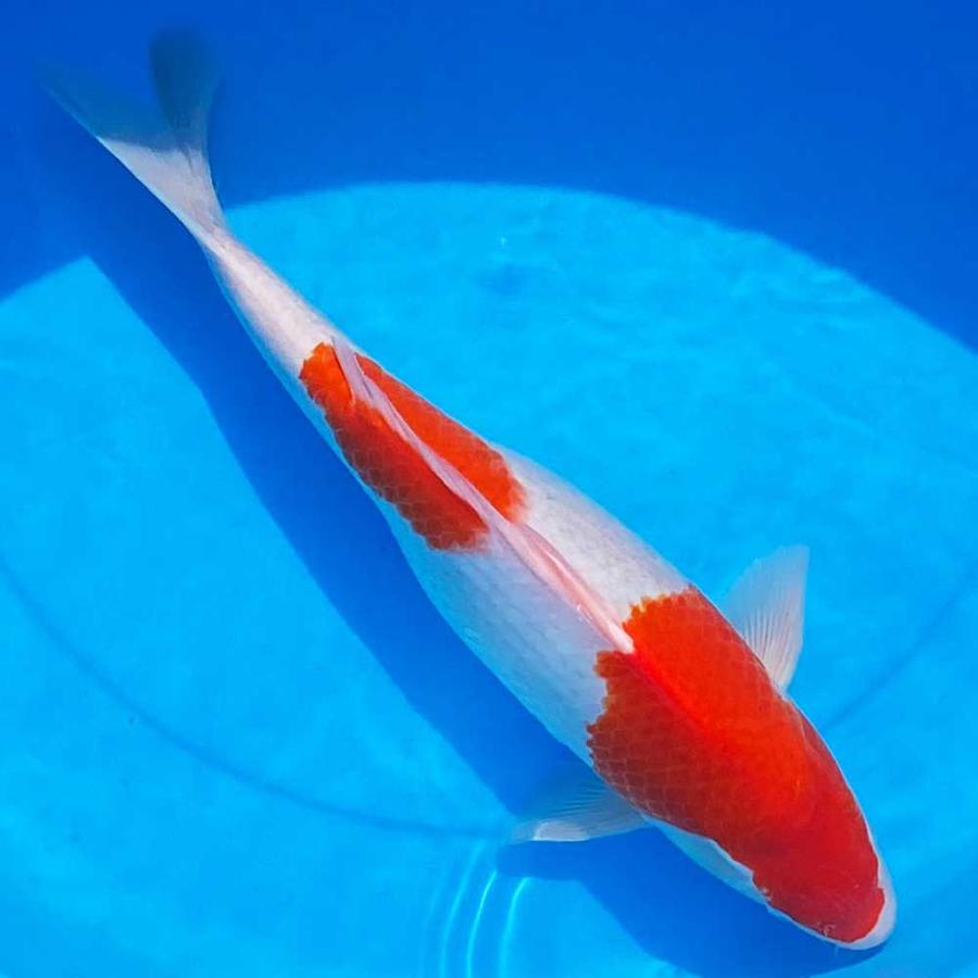 錦鯉　一点物　紅白　鯉　色鯉　前後色　44cm　生体