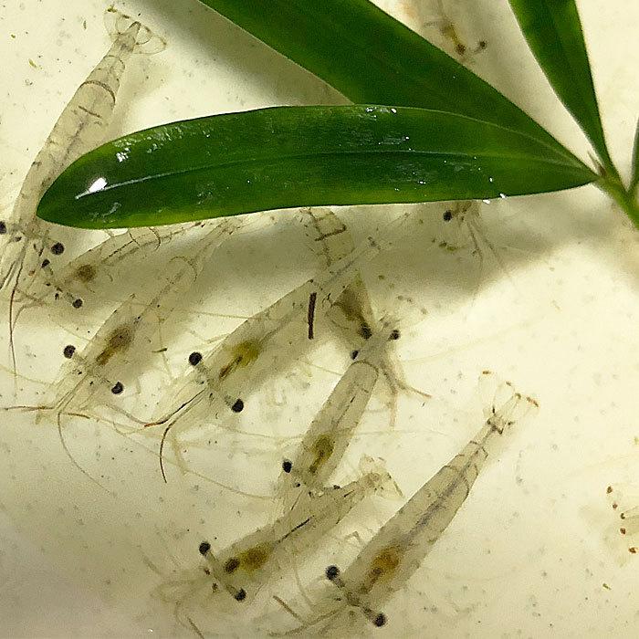 エビ パープルゼブラ シュリンプ ５匹 北海道航空便要保温1 450円