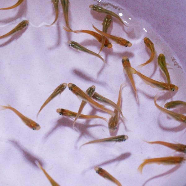 メダカ エサ用メダカ100匹 めだか エサメダカ 川魚 餌用 Sonicacts Com