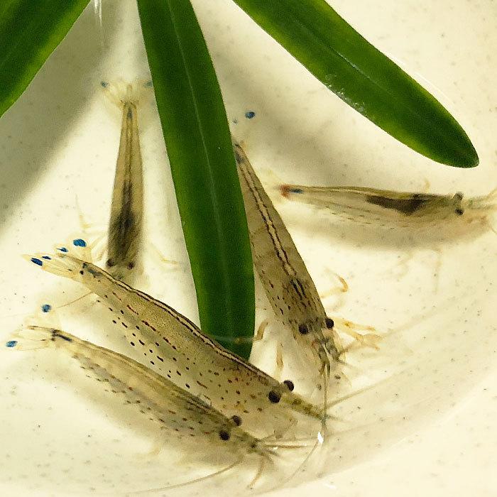 2022モデル ヤマトヌマエビ 50匹 水槽内でも飼える 水槽内のコケにも効果的 whitesforracialequity.org 2022モデル ヤマトヌマエビ 50匹 水槽内でも飼える 水槽内のコケにも効果的 whitesforracialequity.org
