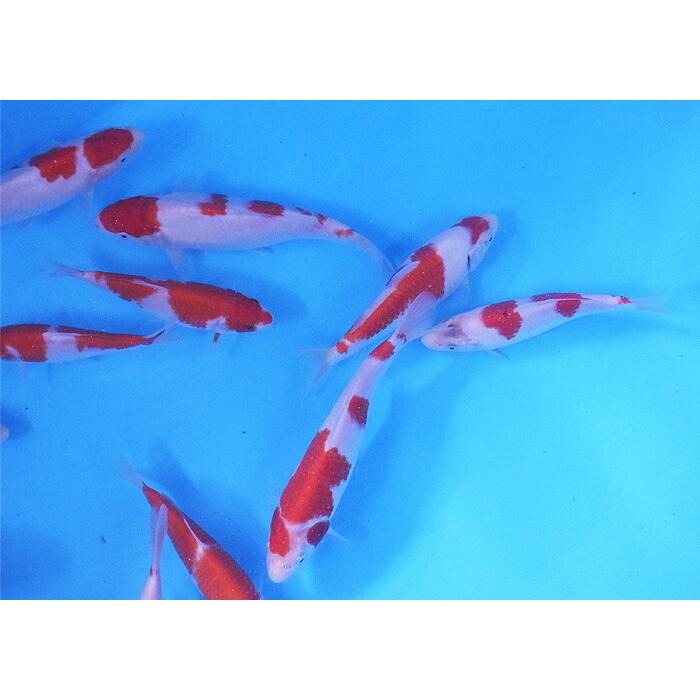 錦鯉 紅白 M 1匹 13cm〜16cm前後 ニシキゴイ 色鯉 生体 超熱 鯉 【一部予約販売中】