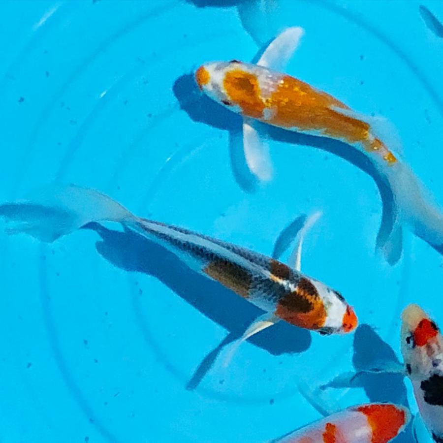 錦鯉 ヒレナガニシキゴイMix （3匹）Sサイズ 10〜13cm前後 新潟県産