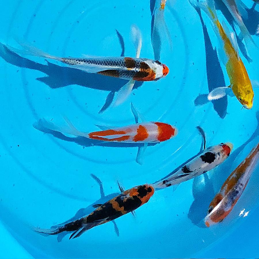 錦鯉 ヒレナガニシキゴイMix （5匹）Sサイズ 10〜13cm前後 新潟県産