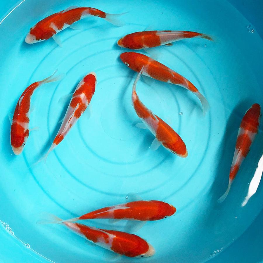 錦鯉 紅白 （S) 1匹 10cm〜13cm前後 ニシキゴイ 鯉 色鯉 生体 : アクア 