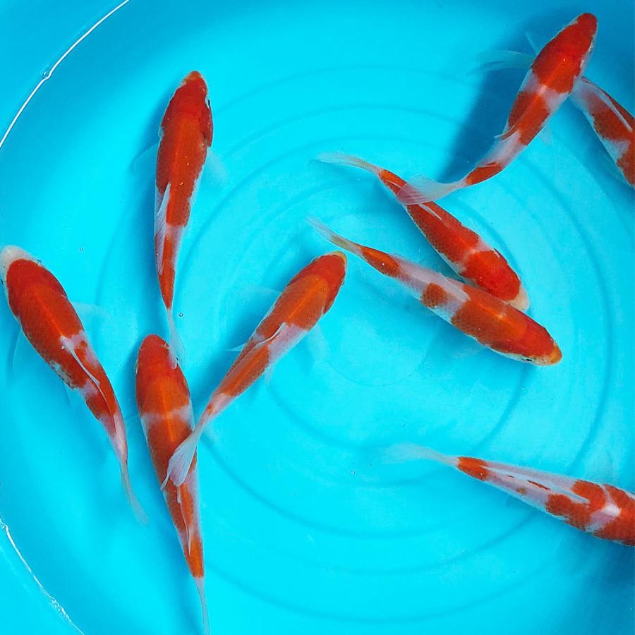 錦鯉 紅白 （S) 1匹 10cm〜13cm前後 ニシキゴイ 鯉 色鯉 生体 : アクア 