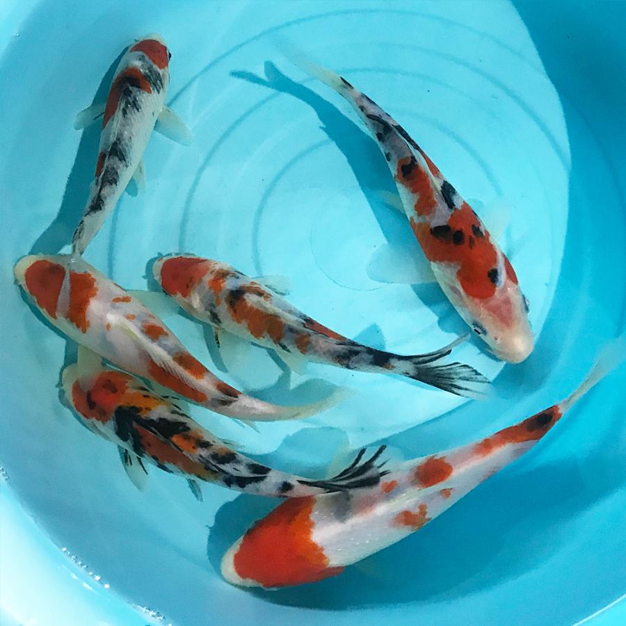 錦鯉 大正三色 1匹 鯉 色鯉 13cm〜16cm前後 ニシキゴイ : アクア 錦鯉 大正三色 1匹 鯉 色鯉 13cm〜16cm前後 ニシキゴイ : アクア