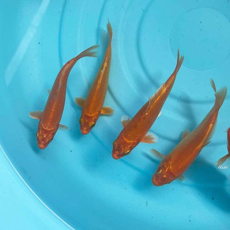 鯉 錦鯉 大正三色 1匹 鯉 色鯉 13cm〜16cm前後 ニシキゴイ : アクア