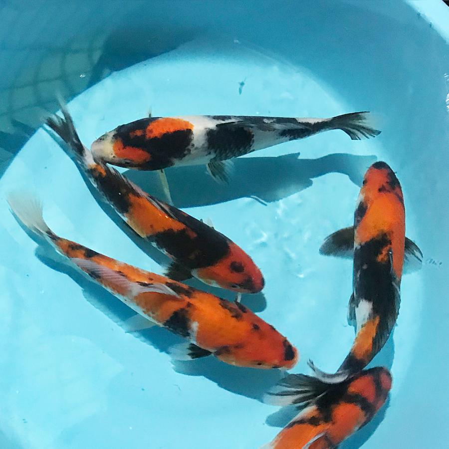 ショッピング格安 錦鯉 昭和三色 5匹約21cm 25cm前後 Ll 色鯉 鯉 ニシキゴイ 直販最安価格 Ssl Daikyogo Or Jp