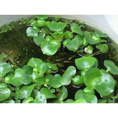 Web限定カラー 浮草 玉草 ホテイ草3株 国産 ホテイアオイ