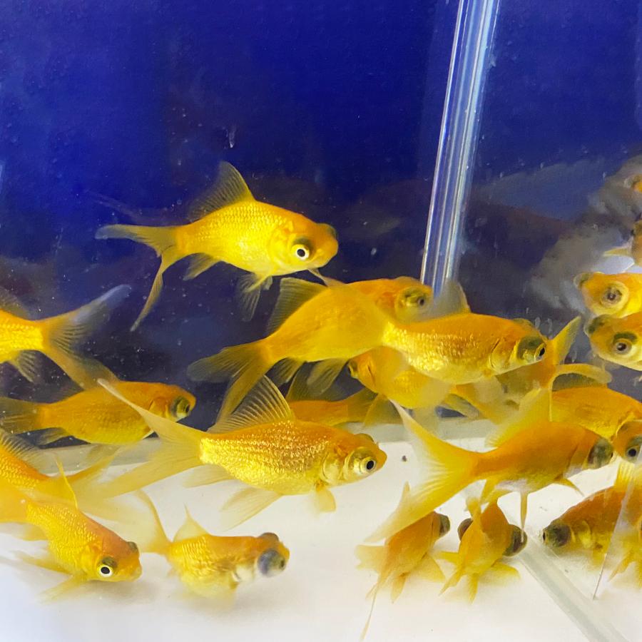 国産】金魚 キラキラ柳出目金 1匹 約6〜9cm 生体 出目金 和金 キラキラ