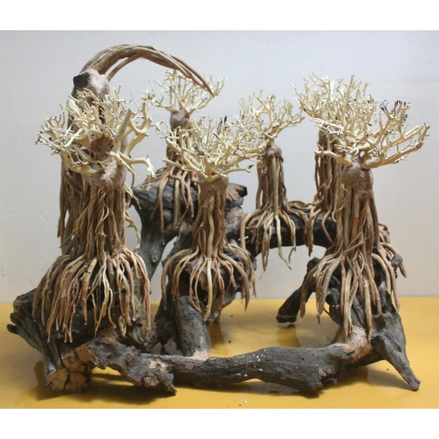 No 30 盆栽流木 写真個体 W55cm D35cm H45cm 水草 レイアウト アクアスタイルユー Asy 通販 販売 かわいい