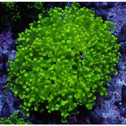 No 35 タコアシサンゴ 極美個体 ハードコーラル ユラユラ系 アクアスタイルユー サンゴ 通販 販売 ユラユラ Asy 海水魚 サンゴ 水生生物 Www Van Extras Co Uk