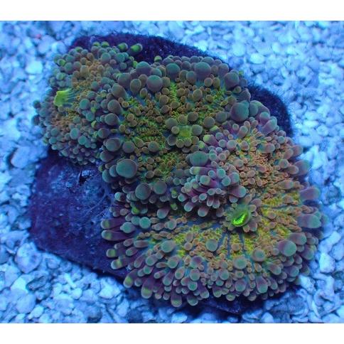 セールスストア No 115 バブルディスク ソフトコーラル アクアスタイルユー サンゴ 通販 販売 ユラユラ Asy 買取 格安 Technoelmer Com Np