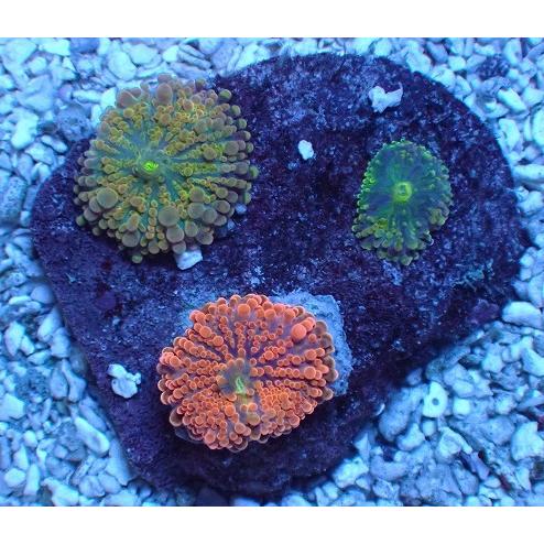 い出のひと時に とびきりのおしゃれを No 125 バブルディスク ソフトコーラル Asy ユラユラ 販売 通販 サンゴ アクアスタイルユー 観賞魚生体 Ito Kaliningrad Ru