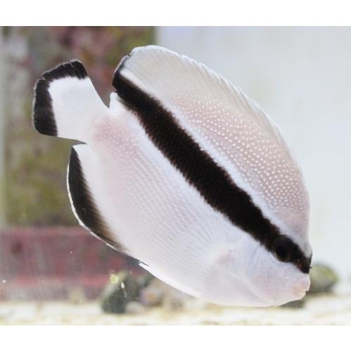 お得 10 8cm前後 ブラックバンドエンゼル 海水魚 販売 通販 Asy アクアスタイルユー 観賞魚生体 Www Radio10 Sr