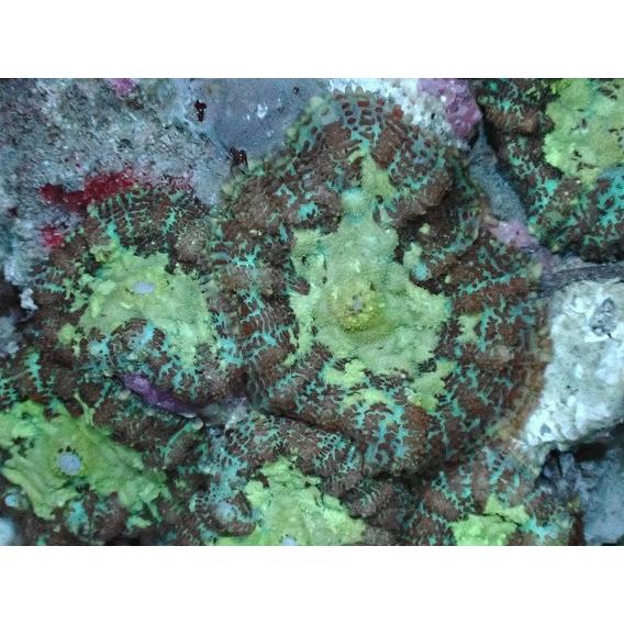 正規品 保証付 No 4 ディスクコーラルsp ソフトコーラル アクアスタイルユー サンゴ 通販 販売 ユラユラ Asy 送料込み直送 Www Deuber De