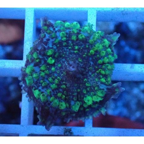 今月限定 特別大特価 No 63 ディスクコーラルsp ソフトコーラル アクアスタイルユー サンゴ 通販 販売 ユラユラ Asy 代引不可 Nicmosul Org