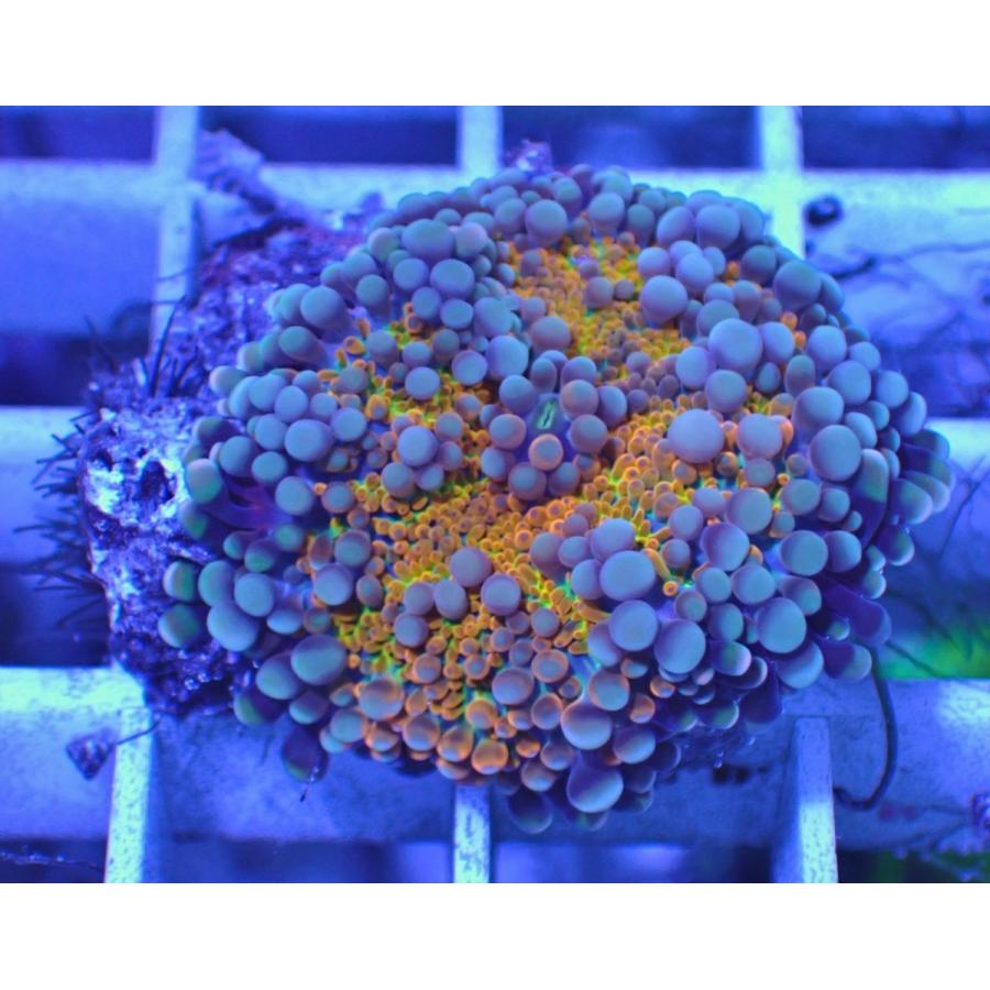 グランドセール サンゴ アクアスタイルユー バブルディスク ソフトコーラル No 99 通販 Asy ユラユラ 販売 観賞魚生体