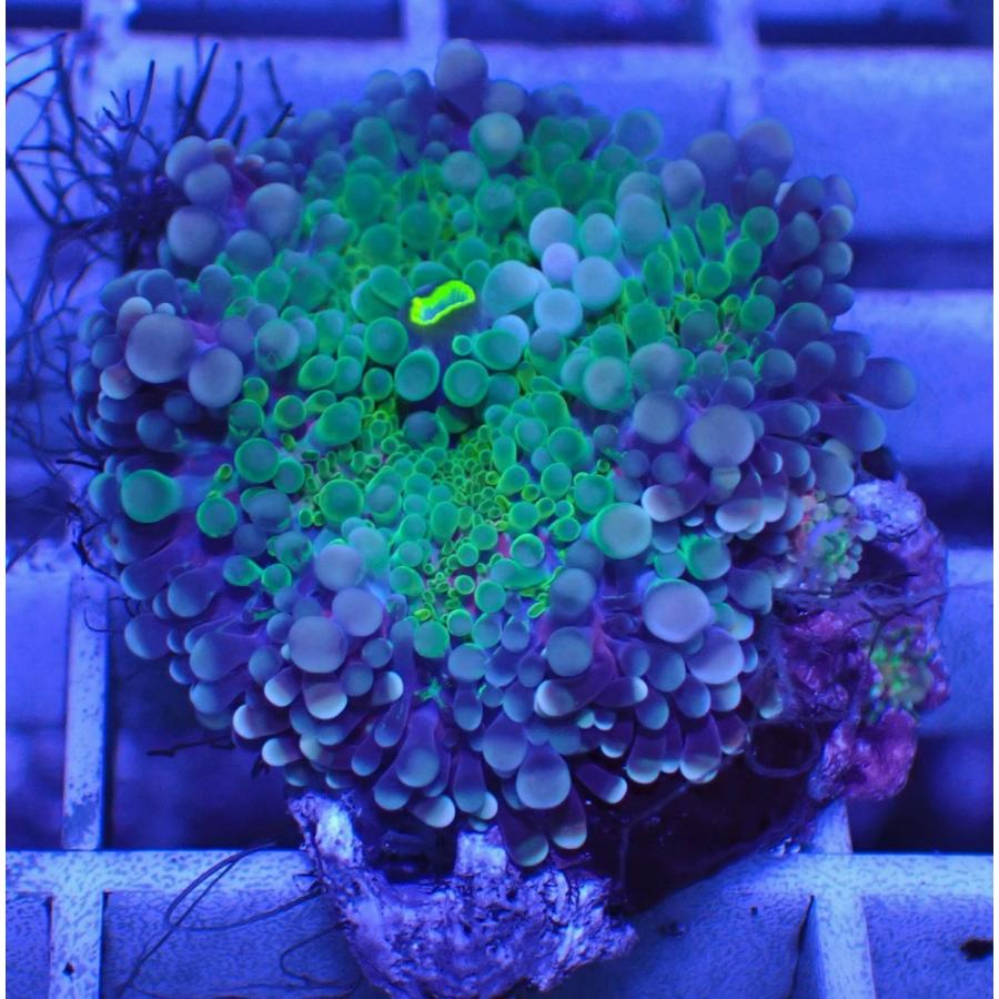 上品 通販 サンゴ アクアスタイルユー バブルディスク ソフトコーラル No 105 販売 Asy ユラユラ 観賞魚生体 Zenan Ca