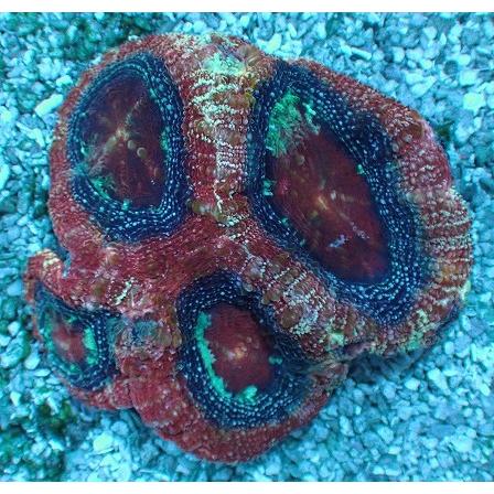 No 2 熱帯魚 アクアリウム用品 海水魚 サンゴ 水生生物 オオトゲキクメイシ Rare Bowerbanki F Bowerbanki Fならショッピング ランキングや口コミも豊富なネット通販 更にお得なpaypay残高も スマホアプリも充実で毎日どこからでも気になる商品を