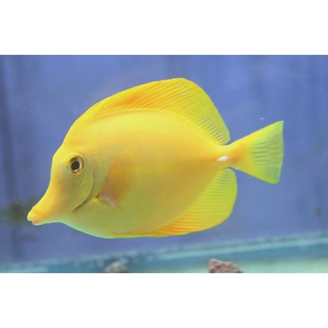 工場直送 No 1 キイロハギ 販売 通販 Asy アクアスタイルユー 海水魚 個体販売 12cm前後 Nya N Jp