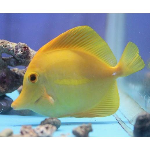 国内発送 No 2 キイロハギ 12cm前後 個体販売 海水魚 アクアスタイルユー Asy 通販 販売 観賞魚生体 Savannah Osc Com