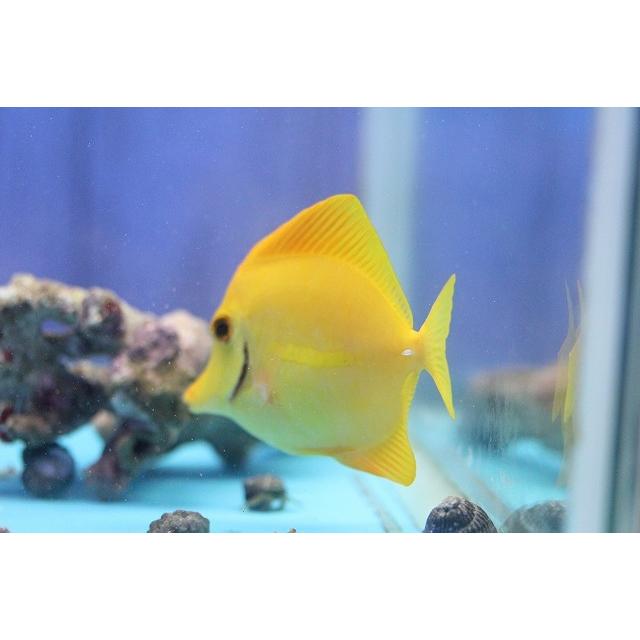 新年の贈り物 No 2 キイロハギ 12cm前後 個体販売 海水魚 アクアスタイルユー Asy 通販 販売 観賞魚生体 Alfaran Eu