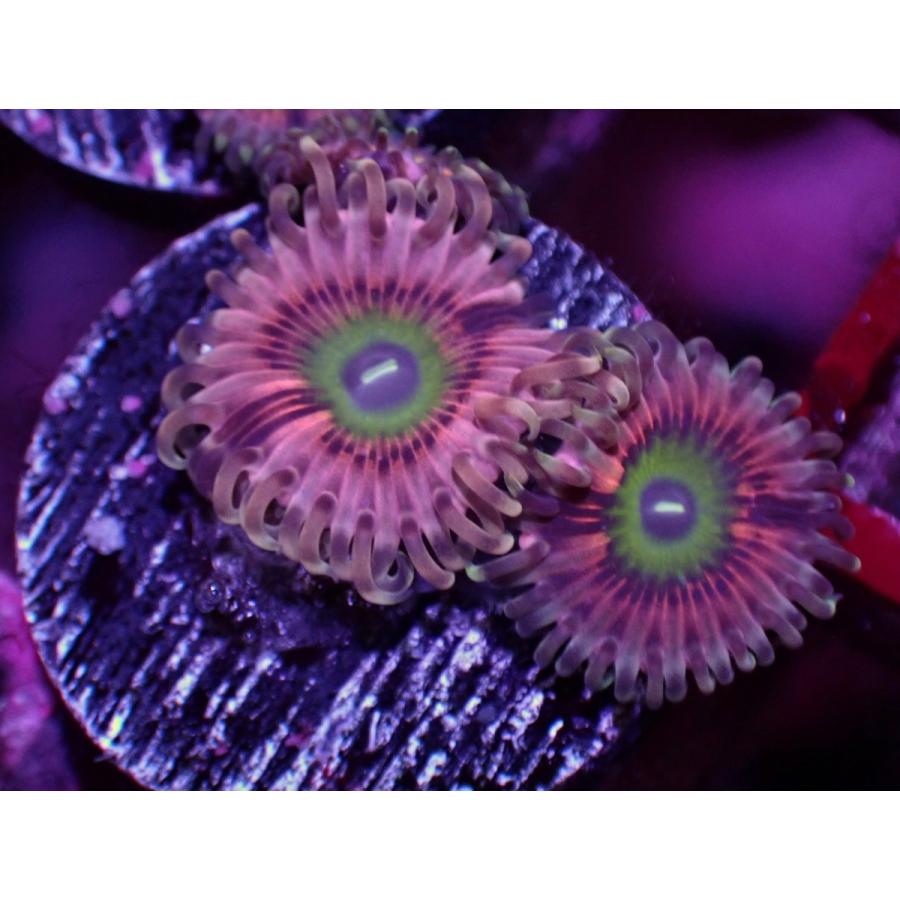 のクリスマスの特別な衣装21 アクアスタイルユー フラグ フラグ ソフトコーラル マメスナギンチャク No 117 サンゴ Asy 販売 通販 Globus Network Com