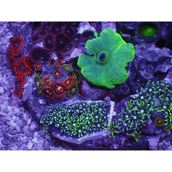 品質検査済 No 14 販売 通販 サンゴ アクアスタイルユー ハンドメイドコーラル Hmc ソフトコーラル マメスナギンチャク 観賞魚生体 Savannah Osc Com