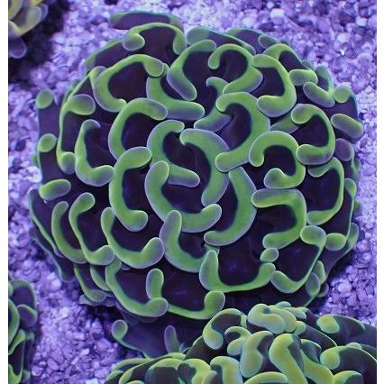 結婚祝い ユラユラ系 ナガレハナサンゴ ハードコーラル No アクアスタイルユー Asy ユラユラ 販売 通販 サンゴ 観賞魚生体 Www Janvier Labs Com