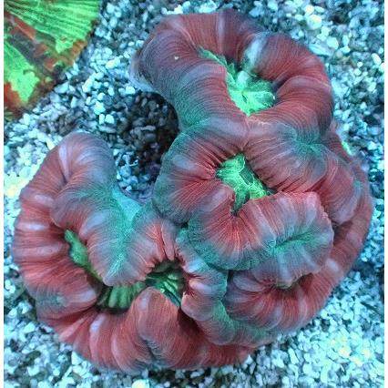 配送員設置送料無料 No 36 オオバナサンゴ ハードコーラル プクプク系 アクアスタイルユー サンゴ 通販 販売 ユラユラ Asy 日本製 Power2group Com