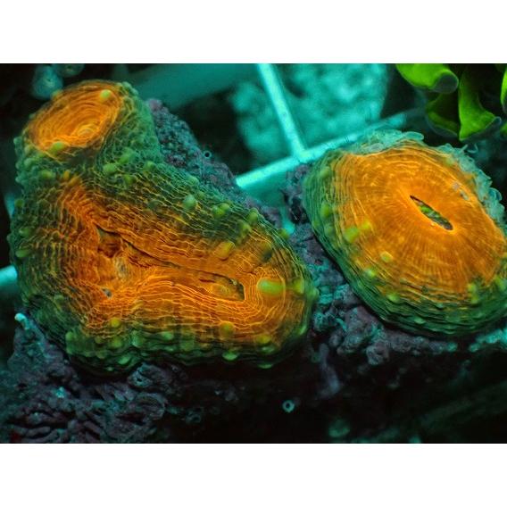サンゴ ハナガタ No.5 マルハナガタサンゴ ツートン 【16時までのご 