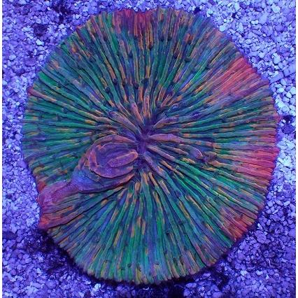 No.15 クサビライシ スペシャル個体