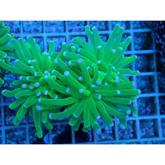 フラワーコーラルグリーン フラワーコーラル 蛍光グリーン ツツマルハナサンゴ | 小型海水