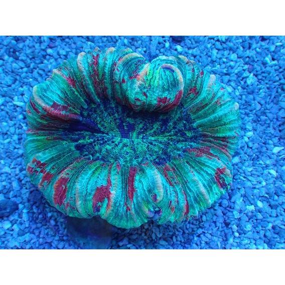 No 9 オオバナサンゴ マルチカラー ハードコーラル オオバナサンゴ プクプク系 アクアスタイルユー サンゴ P 通販 アクアスタイルユー 熱帯魚 アクアリウム用品 Asy 販売 ユラユラ アクアスタイルユー店