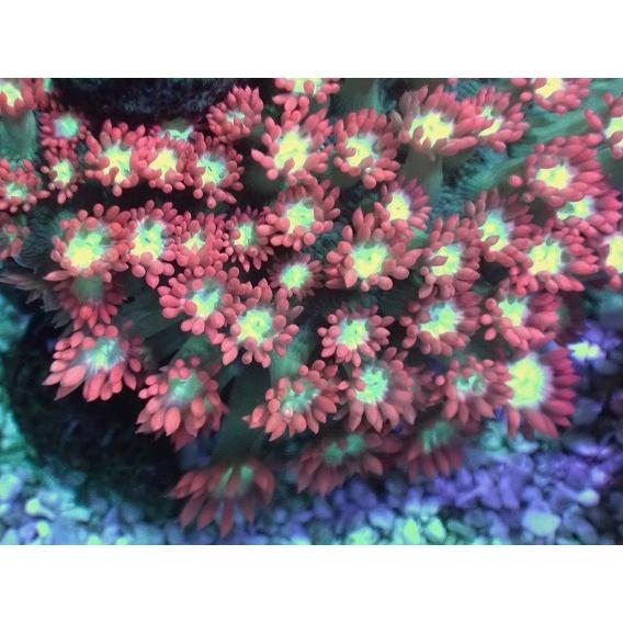 注目ショップ No 3 Rareカラー ハナガササンゴ ハードコーラル ユラユラ系 アクアスタイルユー サンゴ 通販 販売 ユラユラ Asy Shipsctc Org