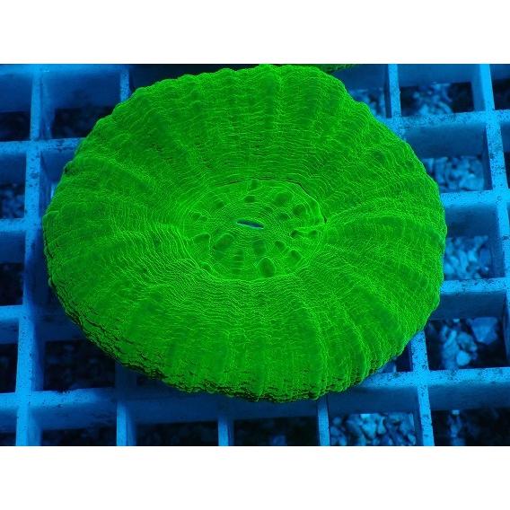 No 3 オーストラリア産スコリミア グリーン ハードコーラル プクプク系 アクアスタイルユー サンゴ 通販 販売 ユラユラ Asy Bhinternalmedicine Com