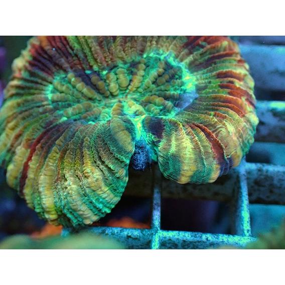 サンゴ オオバナ No.86 オオバナサンゴ マルチカラー 【16時までのご