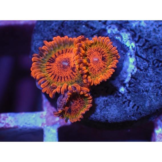 人気新品 フラグ マメスナギンチャク ソフトコーラル Volcano No 1 アクアスタイルユー Asy 販売 通販 サンゴ Training Ecobenin Org