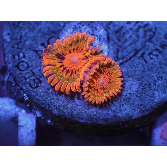 大人女性の No 3 Volcano マメスナギンチャク ソフトコーラル フラグ アクアスタイルユー サンゴ 通販 販売 Asy 観賞魚生体