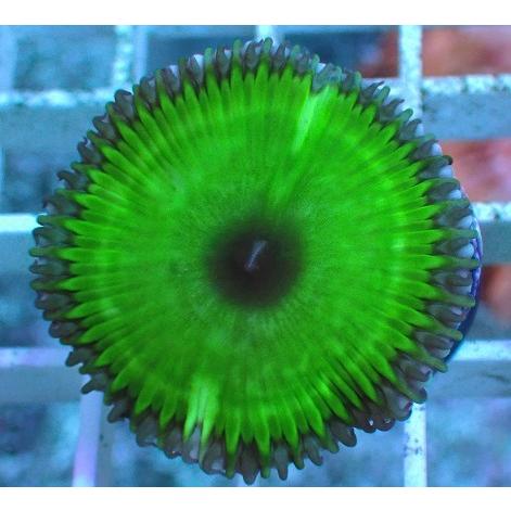 かわいい新作 アクアスタイルユー フラグ フラグ ソフトコーラル サンゾアンシッド No 2 サンゴ Asy 販売 通販 観賞魚生体