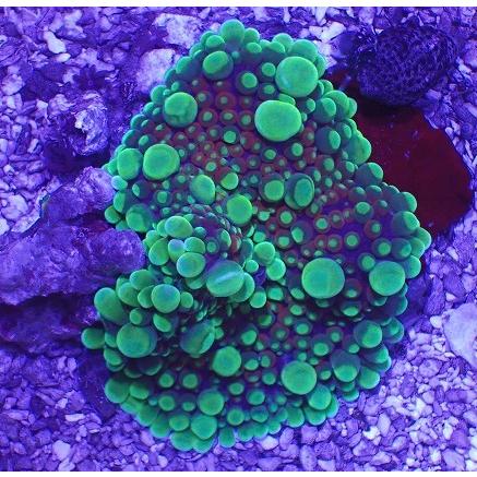 ランキング No 2 Asy ユラユラ 販売 通販 サンゴ アクアスタイルユー バブルディスク ソフトコーラル 観賞魚生体 Izoterm Al Com