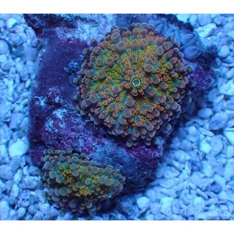 芸能人愛用 バブルディスク ソフトコーラル No 112 アクアスタイルユー Asy ユラユラ 販売 通販 サンゴ 観賞魚生体 Www Timbo Sc Gov Br